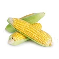 corn on the cob on white background