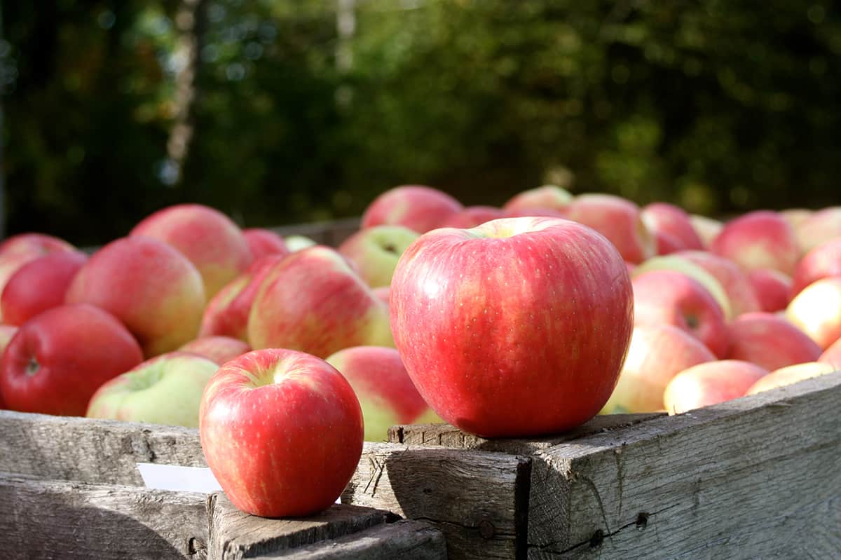 How to make donuts out of apples